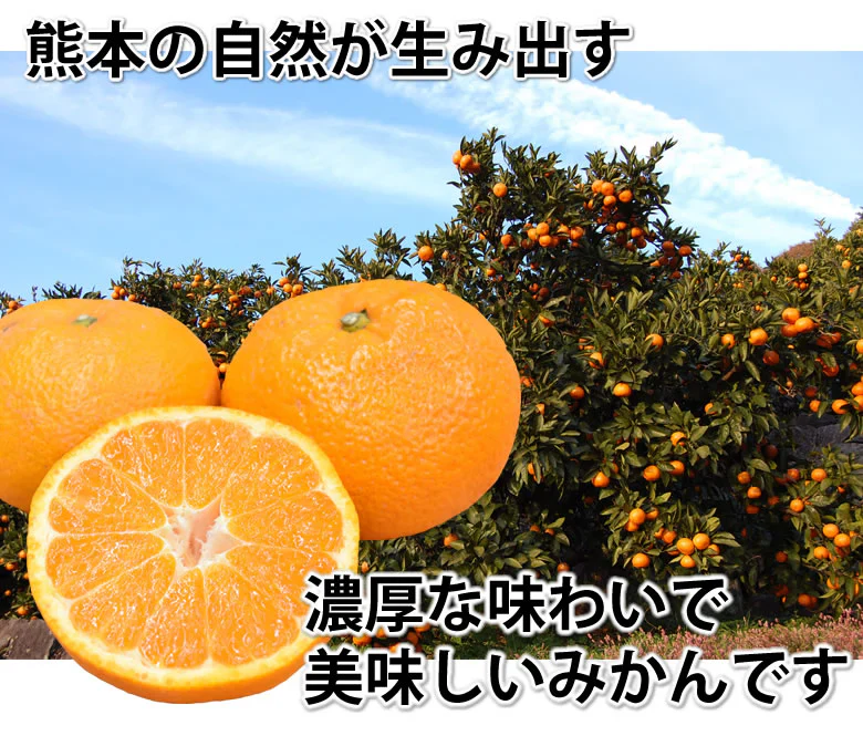 大玉みかん 5kg 2L～4L 秀品 金峯 青島 みかん 送料無料 温州みかん 熊本県産 蜜柑 ミカン フルーツ