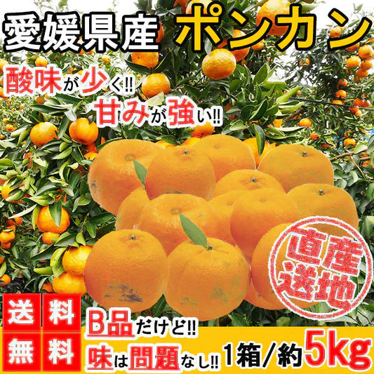 ポンカン 訳あり 愛媛 5kg 送料無料 ご家庭用 箱買い サイズミックス みかん 蜜柑 産地直送 愛媛県産 YDF-003