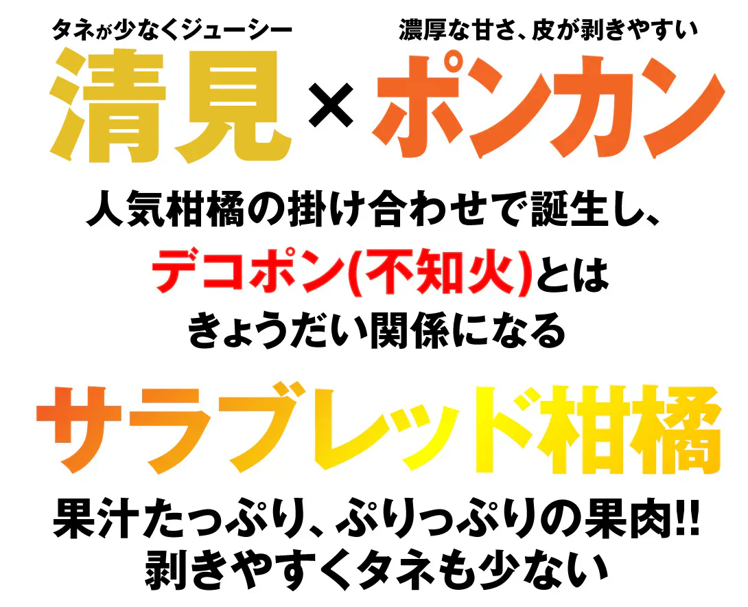 みかん　大分産　はるみ　1.5kg　ご家庭用（発送予定：2025年3月中旬より）