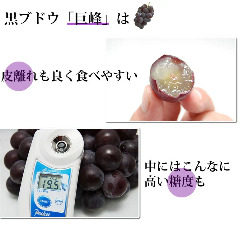 ぶどう 巨峰 約1.2kg（約300g×4パック） 福岡・熊本県産 〈クール便でお届け〉きょほう 葡萄 黒ぶどう 藤稔 ピオーネ