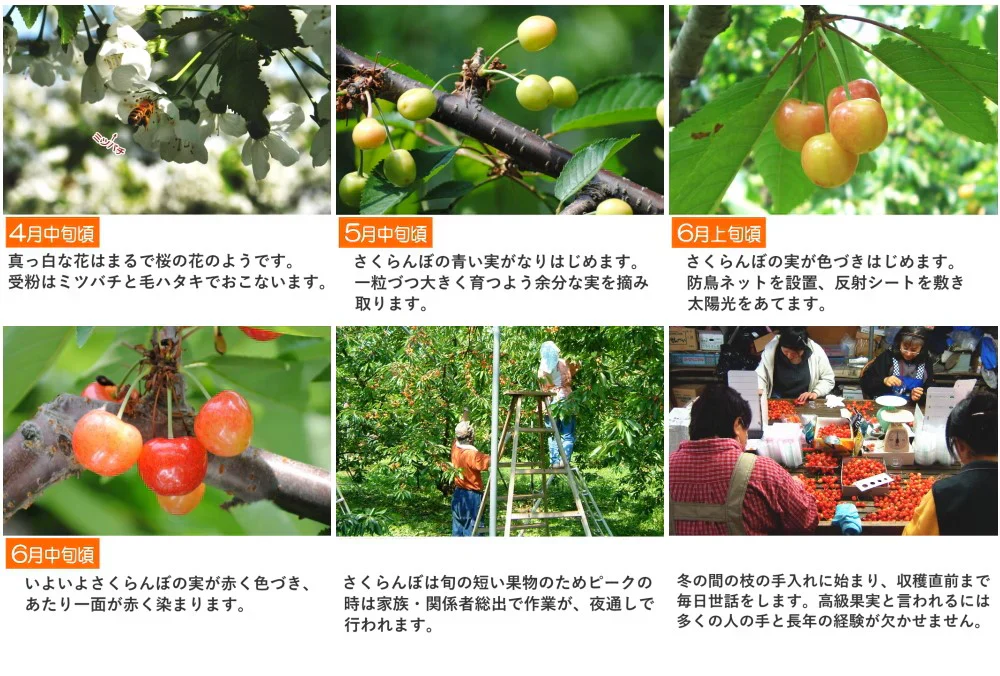 【6月中旬-7月中旬頃発送】山形産 訳あり さくらんぼ LLサイズ 約1kg バラ詰め