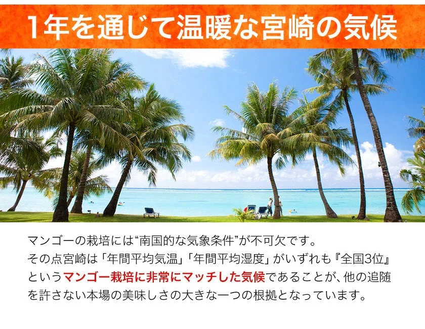 宮崎県産 完熟マンゴー マンゴー 2玉 化粧箱入り (Mサイズ:約240g～約309g) 送料無料 健康 ギフト プレゼント フルーツ 食べ物 贈答 旬の果物 贈答用