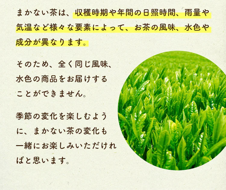 静岡県産緑茶 ティーライフのまかない茶 100個入【ご新規さん限定商品】