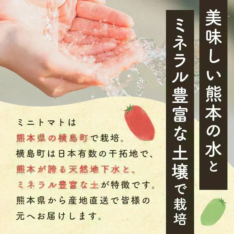 【予約】2027年1月以降より順次発送予定　家族の笑顔が広がる完熟ミニトマト「トマランタン」250g  （150g＋補償分100g）（補償分以上の不良は交換対応可能）　最低230g保証【カウシェファーム収穫対象商品】