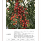 【ルージュ ジャポネーゼ！！　トマト　ミニトマト　プチトマト】　産地直送　700g　農家直送