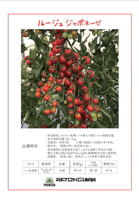【ルージュ ジャポネーゼ！！　トマト　ミニトマト　プチトマト】　産地直送　700g　農家直送