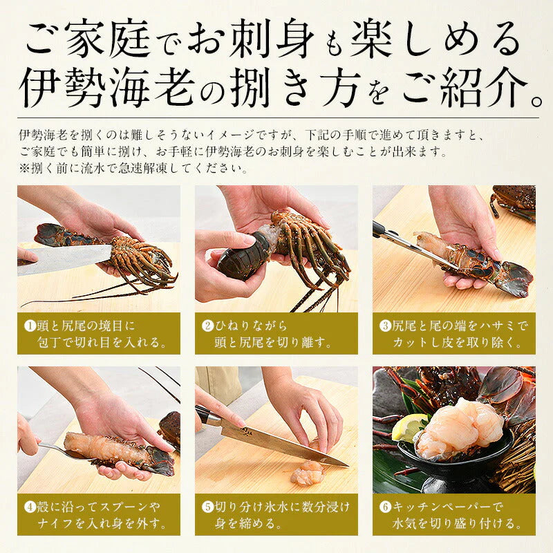伊勢海老 千葉県産 外房イセエビ 特大サイズ600g×1尾 刺身 冷凍 伊勢エビ 伊勢えび えび エビ 海鮮 魚介 プリプリ 濃厚 グルメ 贈り物 ［送料無料］ 母の日 プレゼント ギフト  母の日思いの 健康 実用的 父の日 子供 孫
