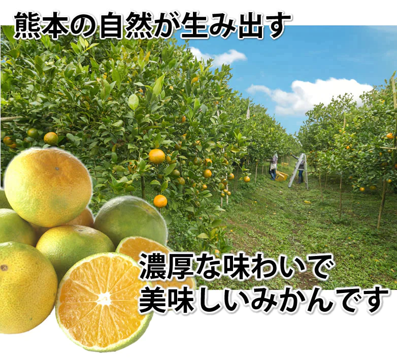 みかん 訳あり 送料無料 5kg 熊本みかん 熊本県産 極早生みかん 蜜柑 ミカン