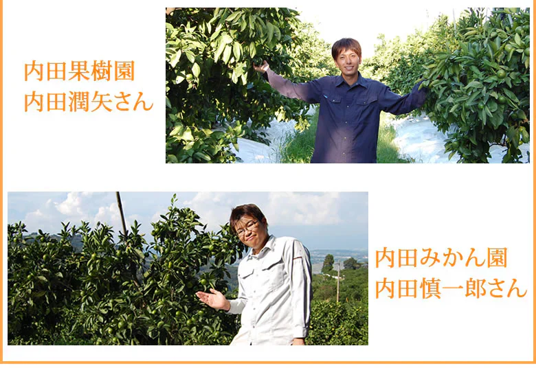 【10月上旬～中旬頃より順次出荷】みかん 10kg 熊本みかん 送料無料 秀品 2S〜L 熊本県産 極早生みかん お取り寄せ 蜜柑 ミカン