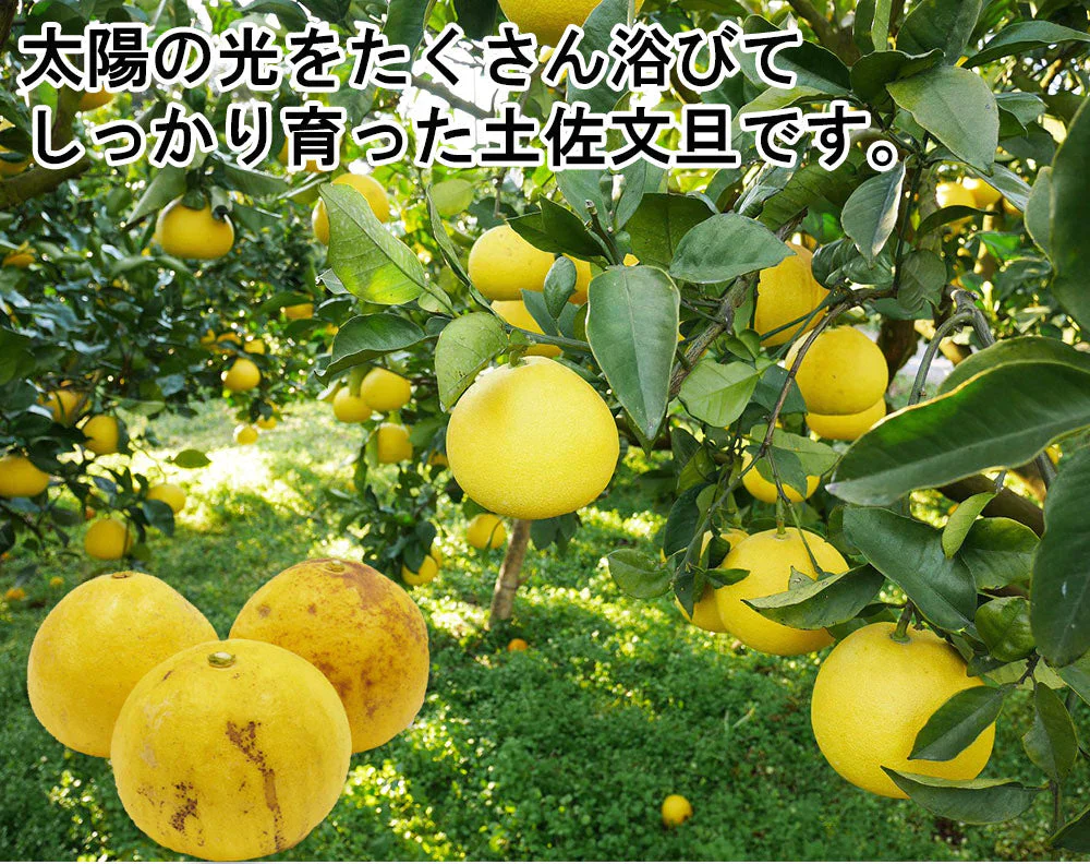 土佐文旦 訳あり 4kg 送料無料 ご家庭用 箱買い サイズミックス みかん 柑橘 フルーツ 果物 産地直送 愛媛県産 YDF-008