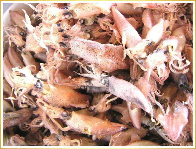 いか おつまみ 小いか 国産 訳あり 無添加 広島県産 珍味（煮干）大サイズ500g 瀬戸内海　燧（ひうち）灘産 メール便限定 送料無料 海鮮