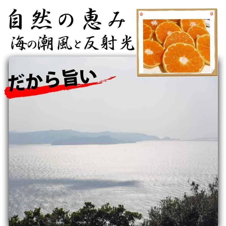 河内晩柑 1.5キロ 和製グレープフルーツ ブランド 和歌山みかん 農家直送 人気 規格外 柑橘類 フルーツ 果物 みかん 訳あり