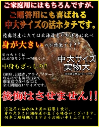青森 活ほたて 殻付き 中大2キロ（約12枚～18枚）【冷蔵便】 養殖　奇跡の海『むつ湾』からホタテ漁師が贈る逸品