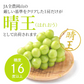 【9月上旬順次発送】送料無料 岡山産 シャインマスカット 晴王 訳あり 1房600グラム ぶどう ギフト お供え プレゼント 贈り物 お土産 シャインマスカット晴王