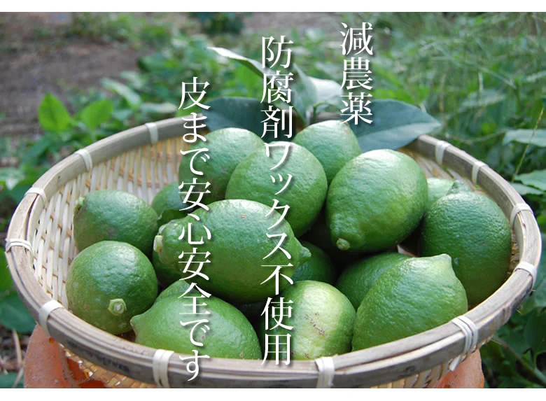 レモン 訳あり 国産レモン 送料無料 5kg 熊本県産 減農薬 防腐剤ワックス不使用 れもん グリーンレモン 国産