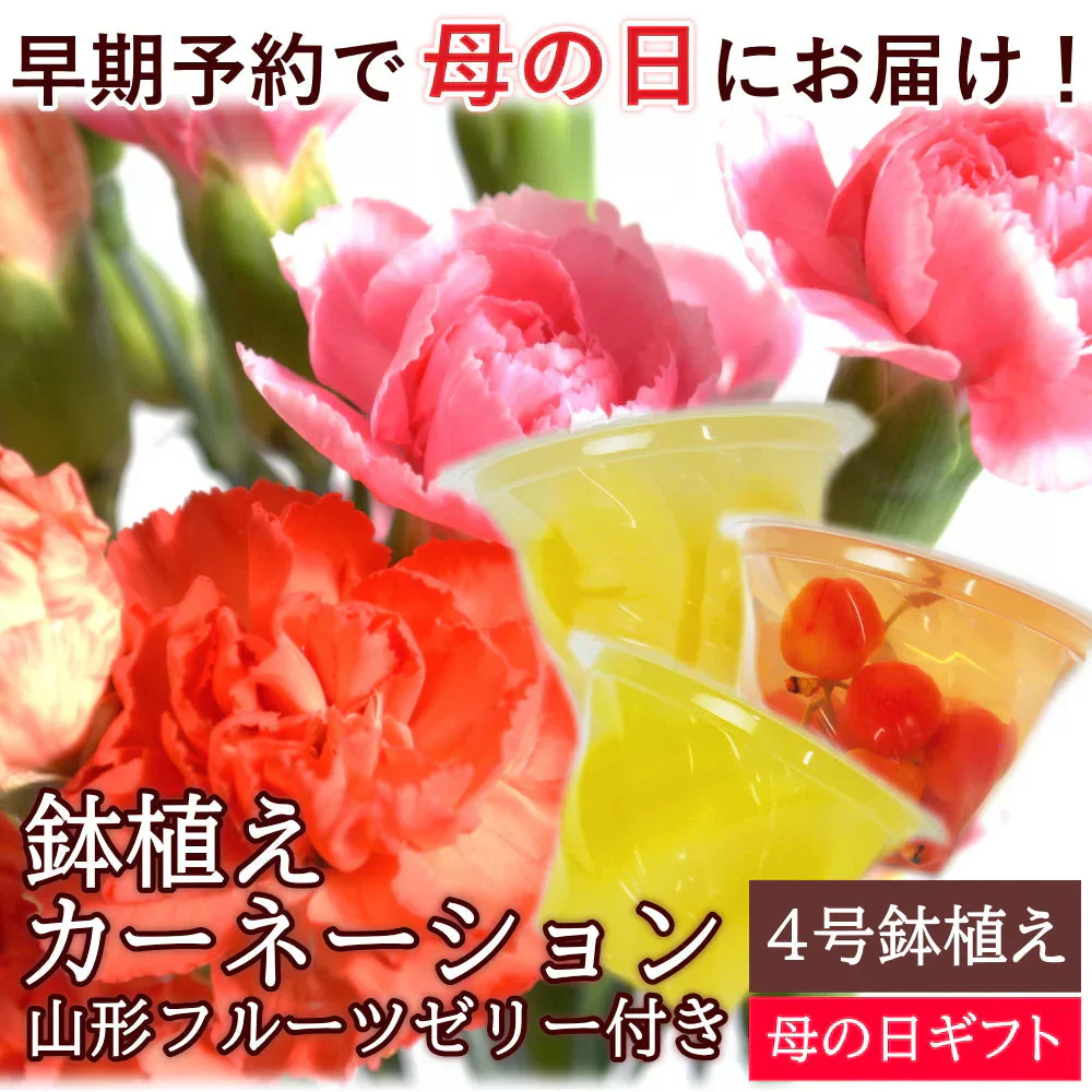 【遅れてゴメン母の日ギフト順次発送】鉢植えカーネーション4号鉢と山形フルーツゼリー詰合せラッピング母の日カード付き！フルーツたっぷりゼリーとカーネーション（ピンク系又はレッド系）をお届け