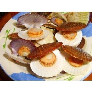 北海道 函館噴火湾産 ホタテ稚貝 1kg