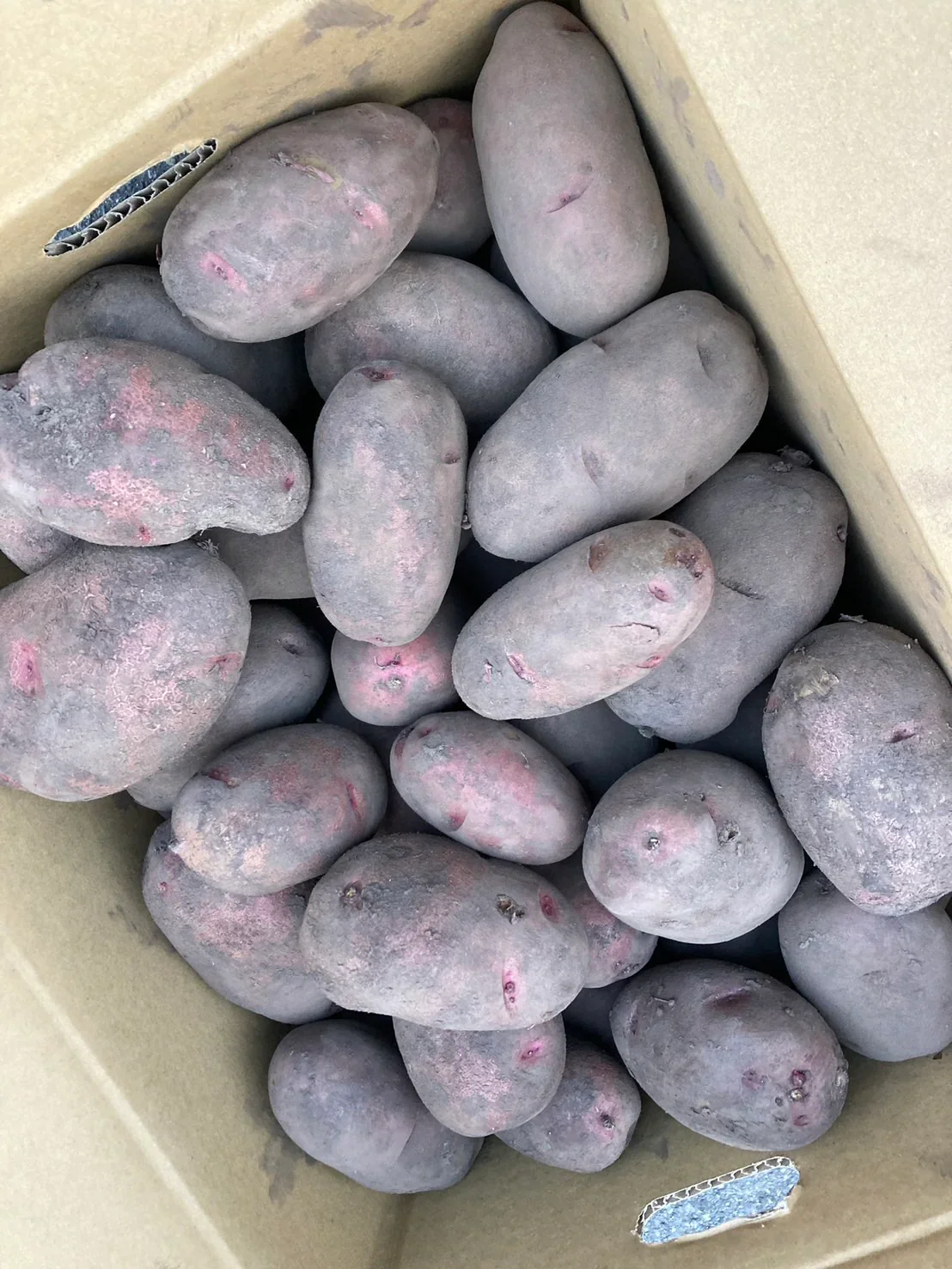 【じゃがいもよりサツマイモに近い味わい】北海道 十勝産 レッドムーン 土付き S~Lサイズ じゃがいも 芋 ジャガイモ 浦幌町 (2kg)