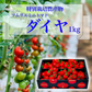 【特別栽培農産物】ソムリエミニトマト　ダイヤ　１ｋｇ（約６０～９０玉）