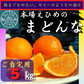 愛媛の高級柑橘　本場！愛媛のまどんな　愛果28号　ご自宅用　5kg(箱代込み）【紅まどんなと同じ品種】高級みかん