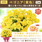 敬老の日 ベゴニア鉢植え5号（黄色）＆ミニ苺バウム 【おいもや】（9/12〜15いずれかに配送） KR