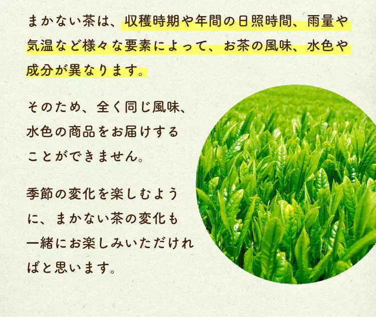 【最短当日出荷】静岡県産緑茶 ティーライフのまかない茶 100個入