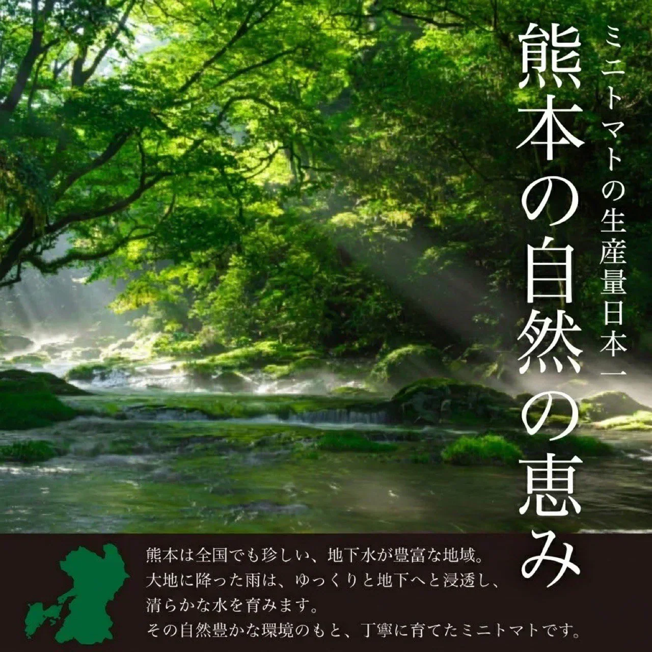 【１番早く届く！】【10月中旬頃〜12月末日までに発送】【予約】１番多い約450g！王道ミニトマト(280~300g+保証分150g)日本一の産地から農家直送 熊本県産 野菜 青果 フルーツ【カウシェファーム収穫対象商品】