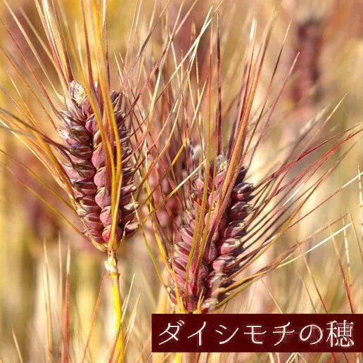 450g 国産もち麦 送料無料【カウシェファーム収穫対象商品】