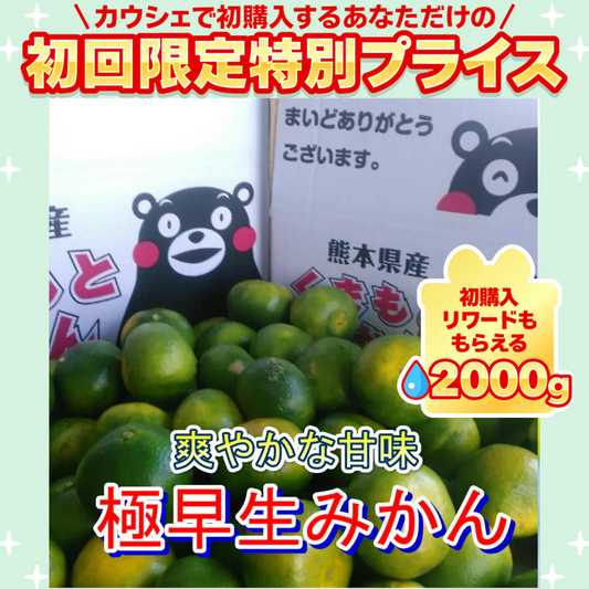 熊本産 みかん 極早生 訳あり 約1.5kg ご家庭用 60サイズ　送料無料【ご新規さん限定商品】