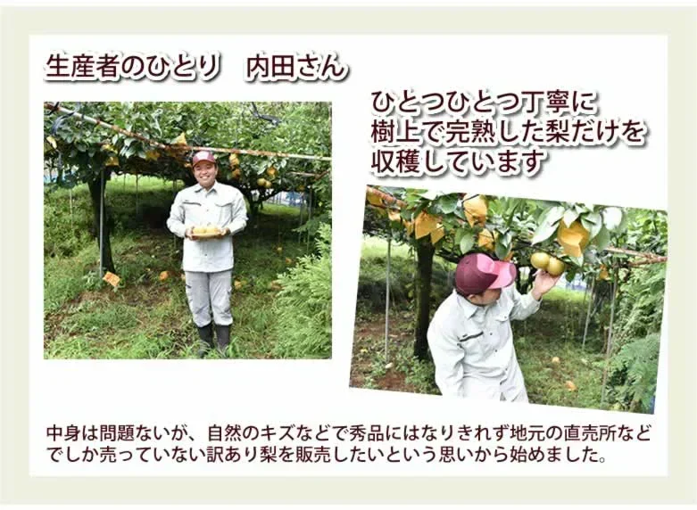 梨 送料無料 訳あり 1kg お取り寄せ 九州産 ナシ 和梨 幸水 豊水 秋月 新高 新興 愛宕