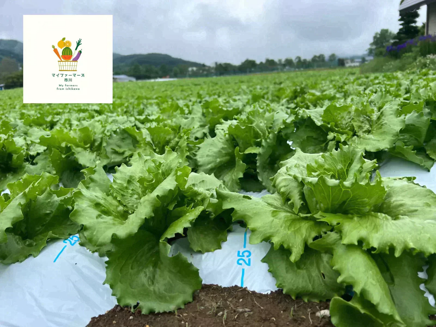 【2022年度 国内No.1獲得！】 クール便 市場直送！ 野菜セット 詰め合わせ 80サイズ箱 【 福袋 】玉ねぎ にんじん じゃがいも みかん 桃 シャインマスカット 食品 料理 フルーツ 果物 ギフト 贈答 お中元 お祝い 正月 謹賀新年