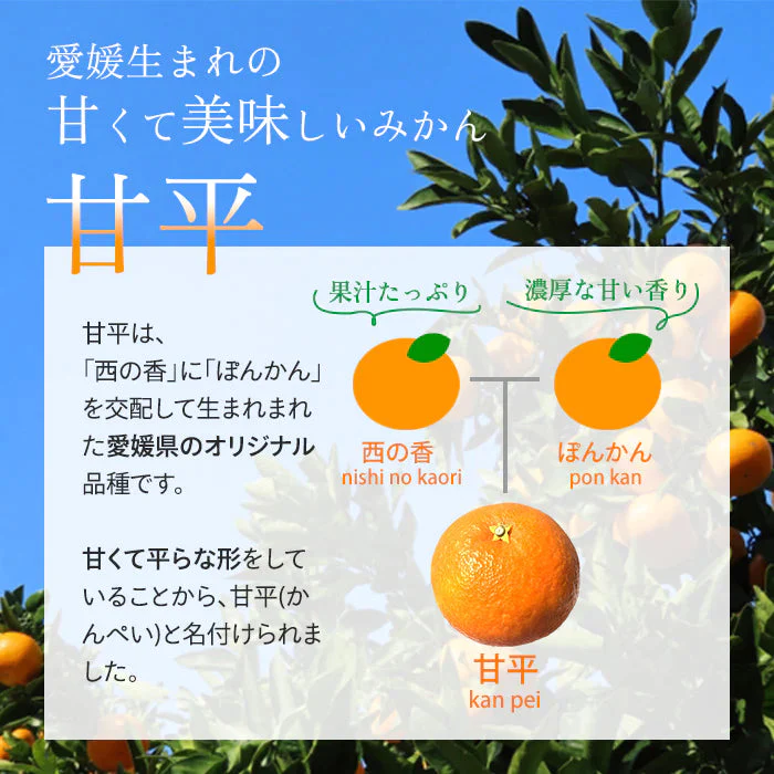 愛媛産 甘平 わけあり 2.5キロ サイズおまかせ みかん【3月上旬順次配送】