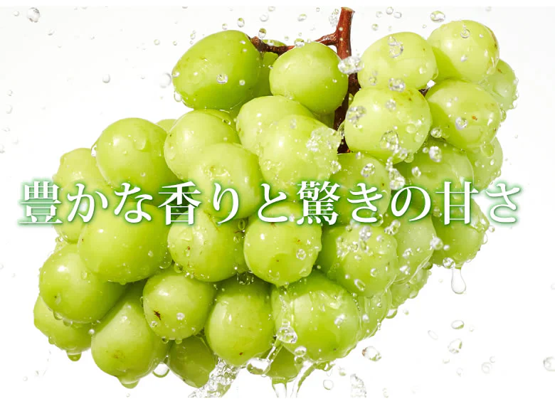 【7月下旬～8月上旬頃より順次出荷】〈クール便でお届け〉 シャインマスカット ぶどう 送料無料 1kg 2〜3房 九州産 マスカット 葡萄 ブドウ
