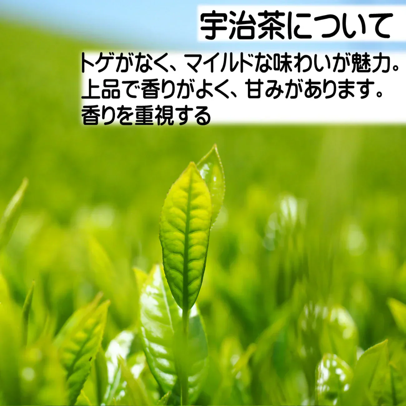 お菓子用　宇治ほうじ茶パウダー 20g