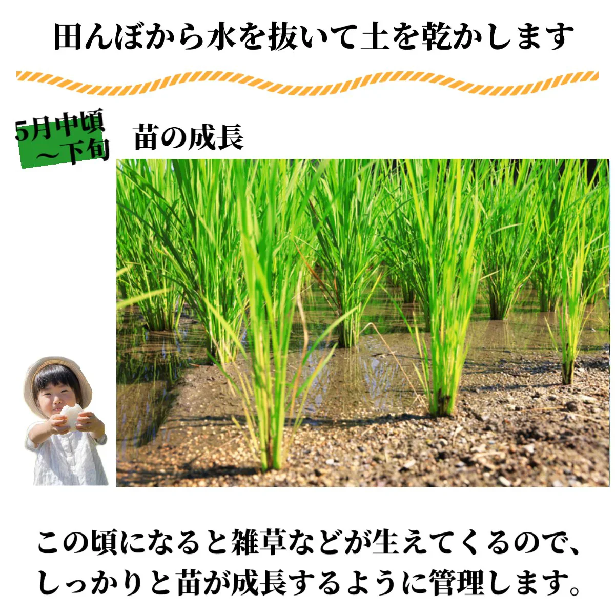 北海道 生活応援米 5Kg 米 白米 精米 お米 お取り寄せ 5キロ 国産 美味しい米 北海道のお米 こだわり製法 定温保管 低温精米 国産米 おいしいお米 お取り寄せグルメ 美味しい おいしい  北海屋 紋別