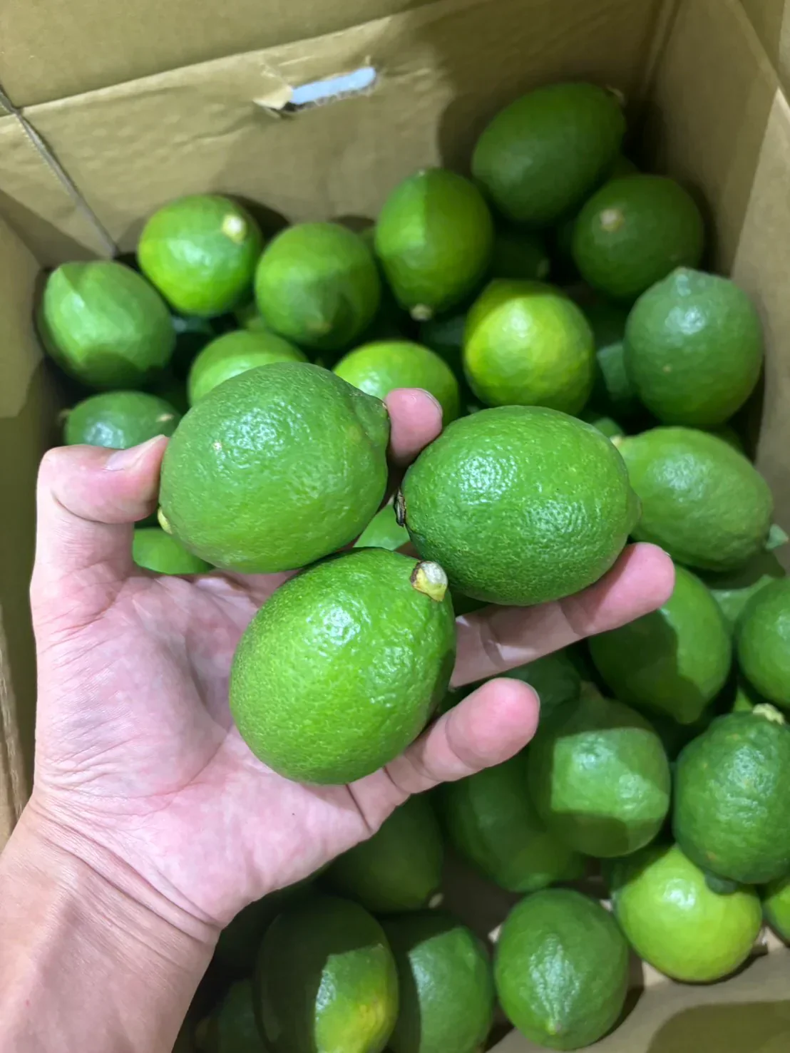 箱いっぱいシリーズ！箱いっぱい国産レモン！2㎏　レモンサワーや揚げ物の添え物に！ 豊洲市場　レモン2㎏