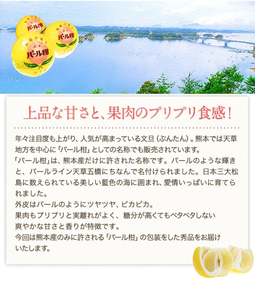 【熊本コレクション】天草文旦 パール柑 ギフト 約3kg前後 送料無料 4L-3L / 5-6玉入 贈答用 御年賀 寒中見舞い 果物 フルーツ 12月上旬-12月末頃より発送予定
