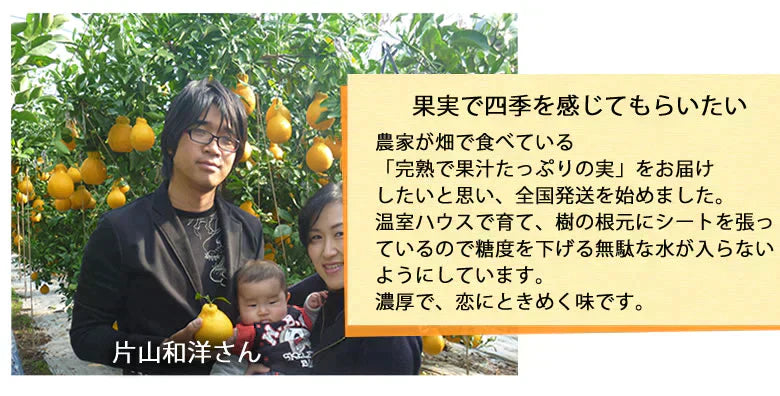 【12月下旬～1月上旬頃より順次出荷】デコポン 同品種 デコみかん 訳あり 送料無料 4kg ハウス栽培 みかん 熊本県産 不知火 ミカン 蜜柑