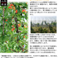 【6月中旬-7月中旬頃発送】山形産 訳あり さくらんぼ Lサイズ 約1kg バラ詰め