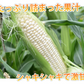 とうもろこし ピュアホワイト 送料無料 約3kg 8～12本入り 九州産 白いとうもろこし 極甘フルーツコーン スイートコーン 雪の妖精