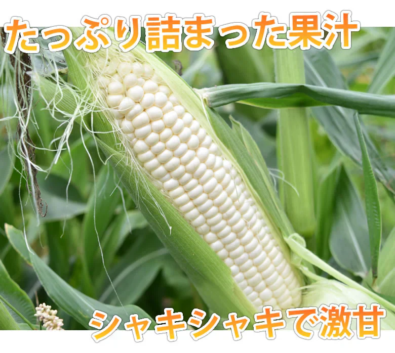 とうもろこし ピュアホワイト 送料無料 約3kg 8～12本入り 九州産 白いとうもろこし 極甘フルーツコーン スイートコーン 雪の妖精
