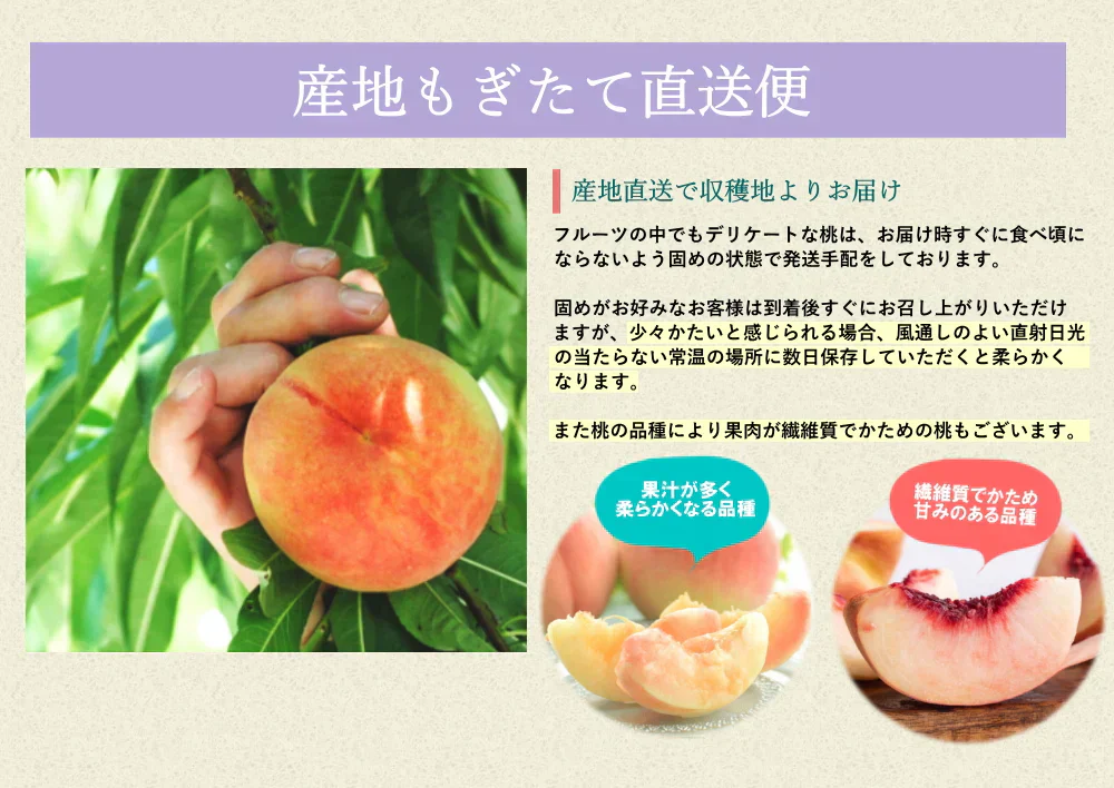 白桃 約5kg 13-20玉前後 もも ピーチ モモ 桃 くだもの フルーツ ご家庭用 光センサー選別 山形産 農協共選