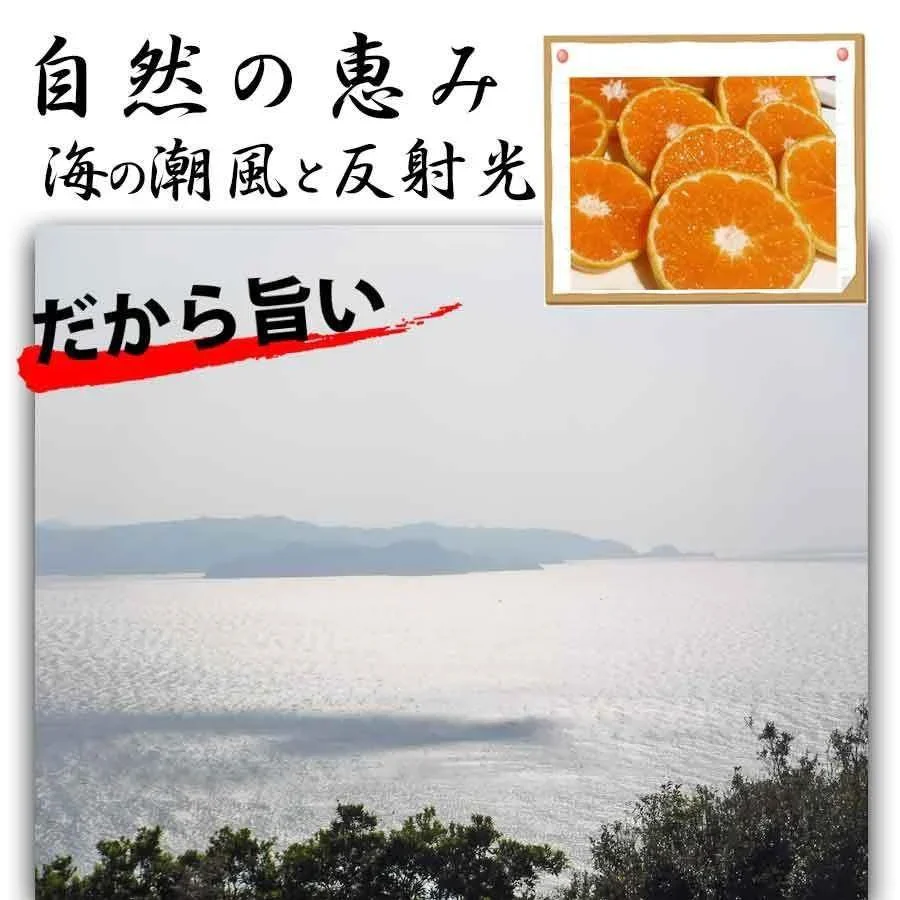 バレンシアオレンジ 和歌山産 1.５kg オレンジ みかん フルーツ 果物