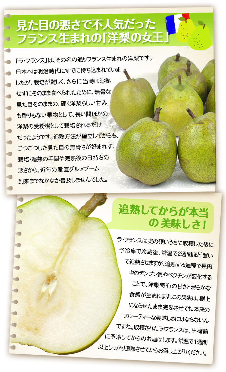 洋梨 ラ・フランス 5kg 山形産 フルーティーに香り立つ とろける甘さ ラフランス （発送予定:10月下旬より）