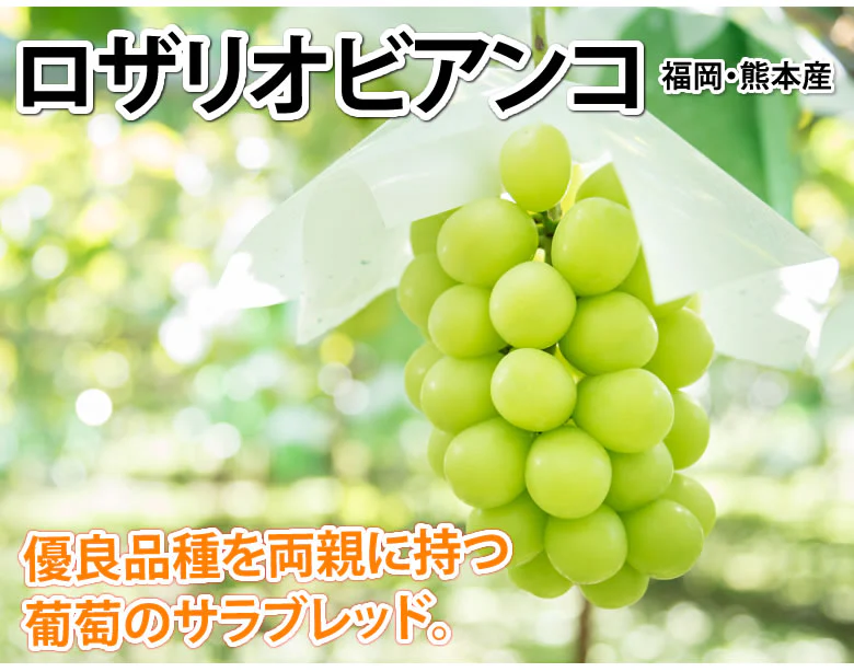 【9月上旬～中旬頃より順次出荷】ロザリオビアンコ ぶどう 送料無料 1kg 2～3房 〈クール便でお届け〉 福岡・熊本県産 マスカット 葡萄 ブドウ