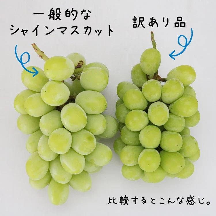 訳あり シャインマスカット 約1kg(2～3房) ご家庭用 お徳用 自宅用 お買い得 ぶどう 産地厳選 ブドウ 種無し 冷蔵便
