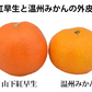 山下紅早生 みかん 幻のみかん 送料無料 秀品 2.5kg 希少品種 熊本県産  蜜柑 早生みかん ミカン
