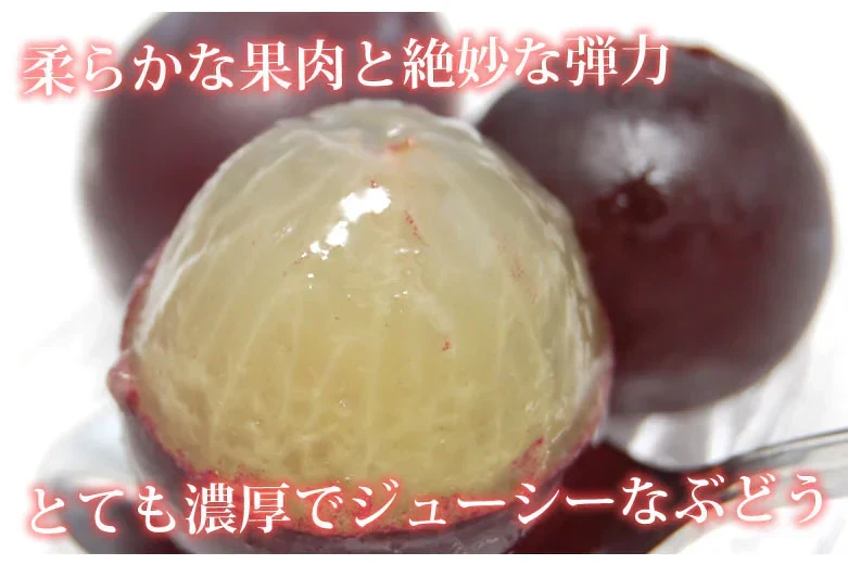 ぶどう 巨峰 約1.2kg（約300g×4パック） 福岡・熊本県産 〈クール便でお届け〉きょほう 葡萄 黒ぶどう 藤稔 ピオーネ