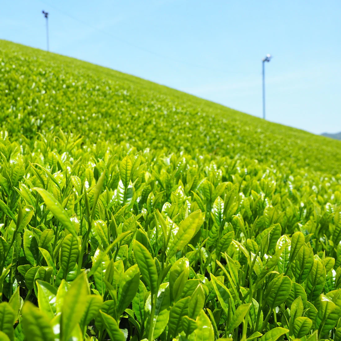 受賞茶園 宇治一番茶100ｇ
