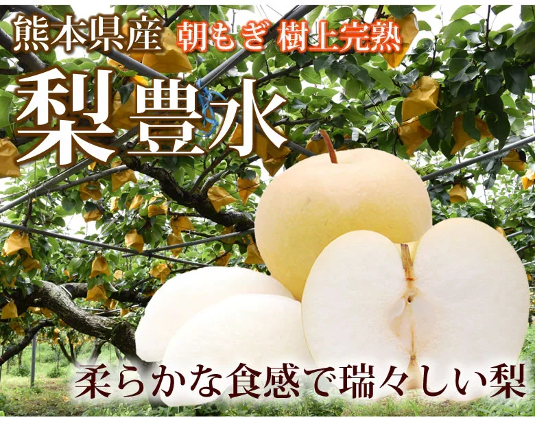 梨 豊水 送料無料 秀品 約3kg 熊本県産 ナシ なし 幸水 秋月 新高